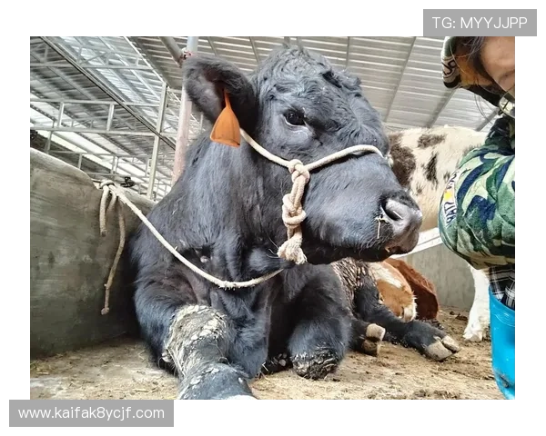 牛牛的起源与发展：探索中国传统文化中的牛牛象征意义